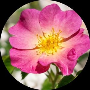 Meet your Posher, Bloomin